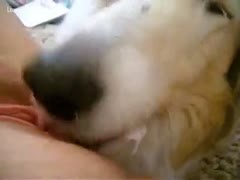 Doggy recommends rug munch.